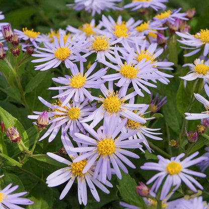 Aster ageratoides 'Asran'