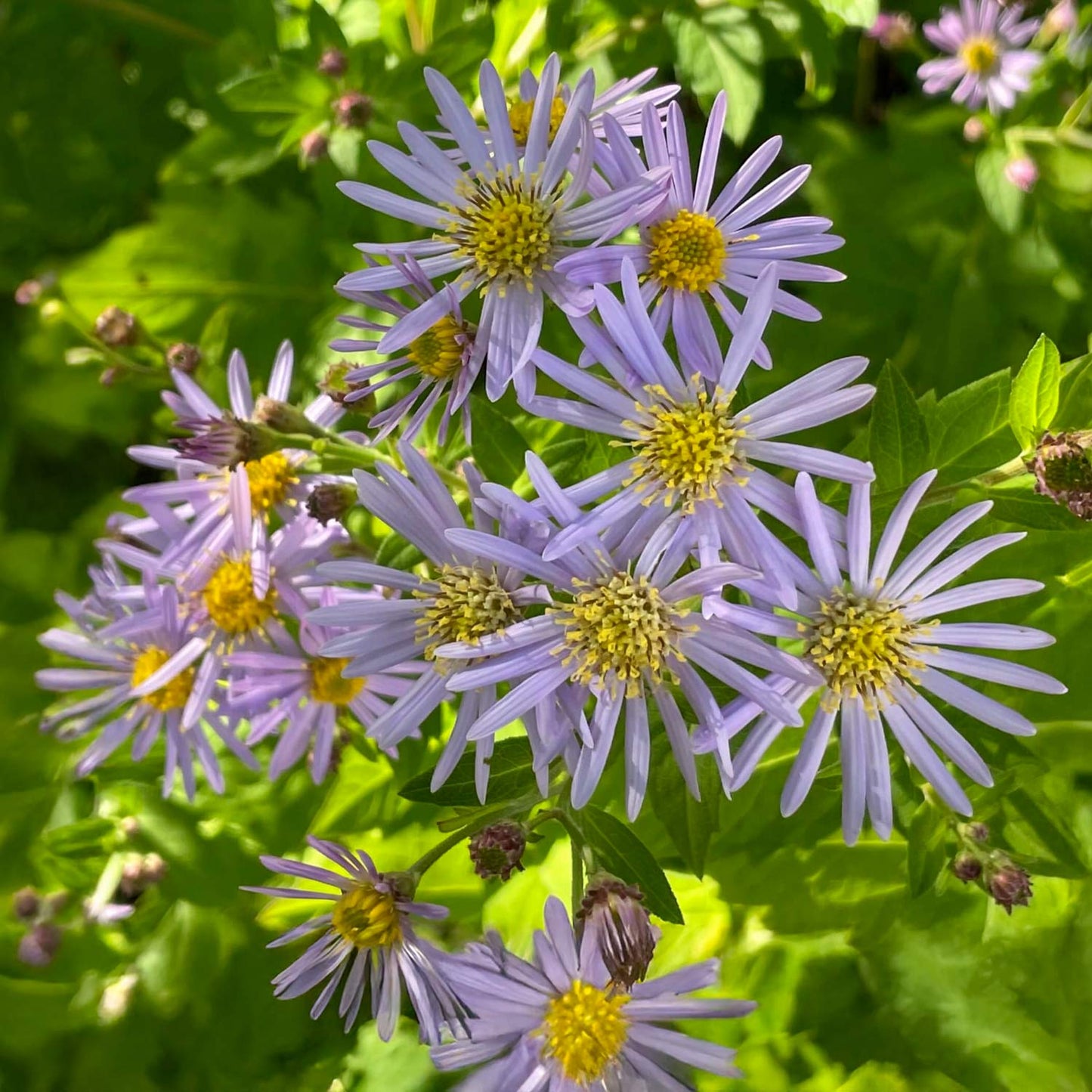 Aster ageratoides 'Asran'