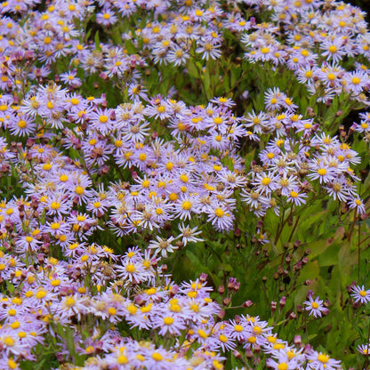 Aster ageratoides 'Asran'