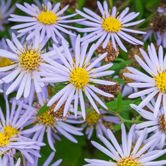 Aster ageratoides 'Asran'