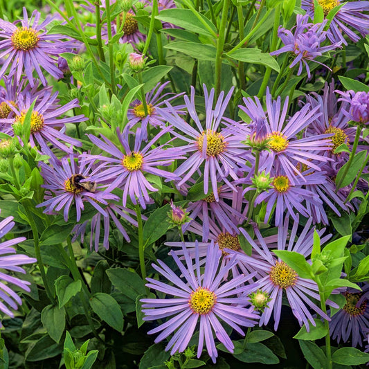 Aster × frikartii 'Mönch'