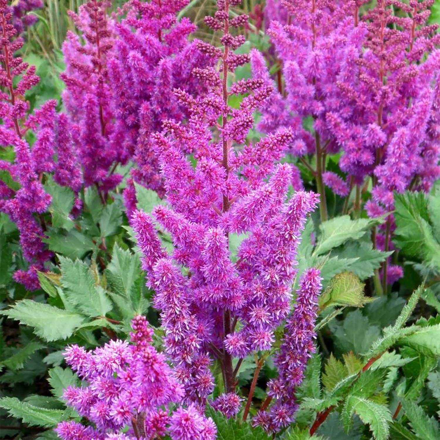 Astilbe chinensis 'Purple Rain' – Barnsdale Gardens