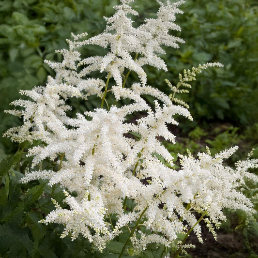 Astilbe 'Deutschland'