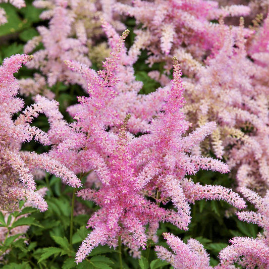 Astilbe 'Sprite'