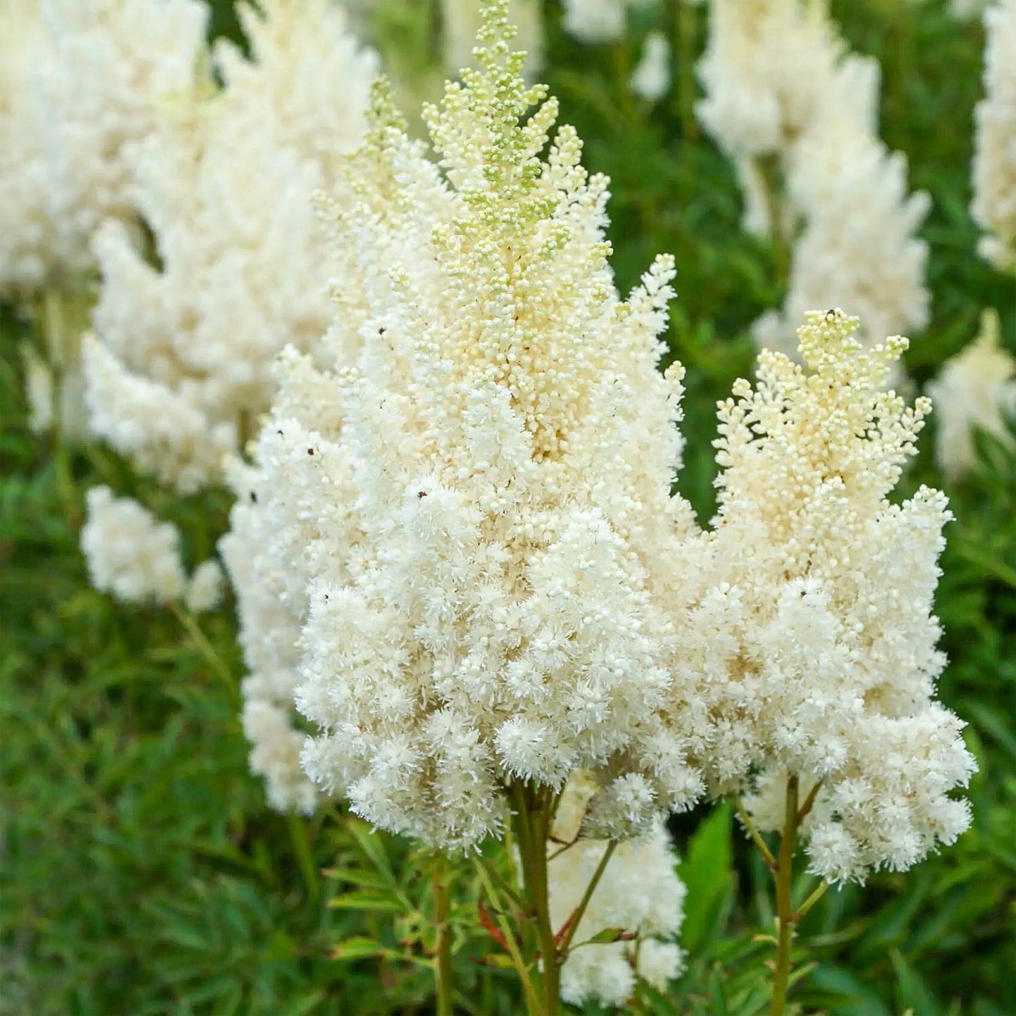Astilbe 'Weisse Gloria' (× arendsii)