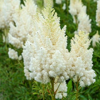 Astilbe 'Weisse Gloria' (× arendsii)
