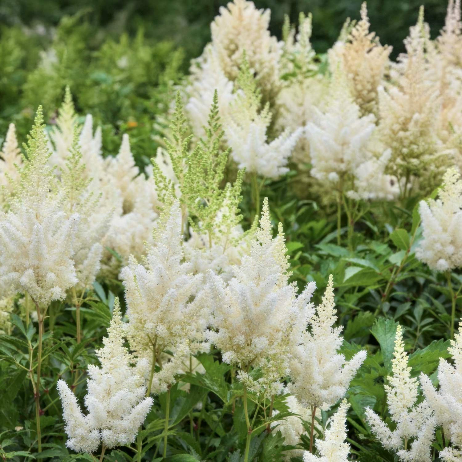 Astilbe 'Weisse Gloria'