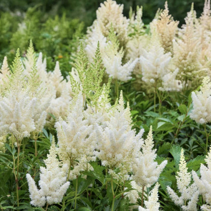 Astilbe 'Weisse Gloria'