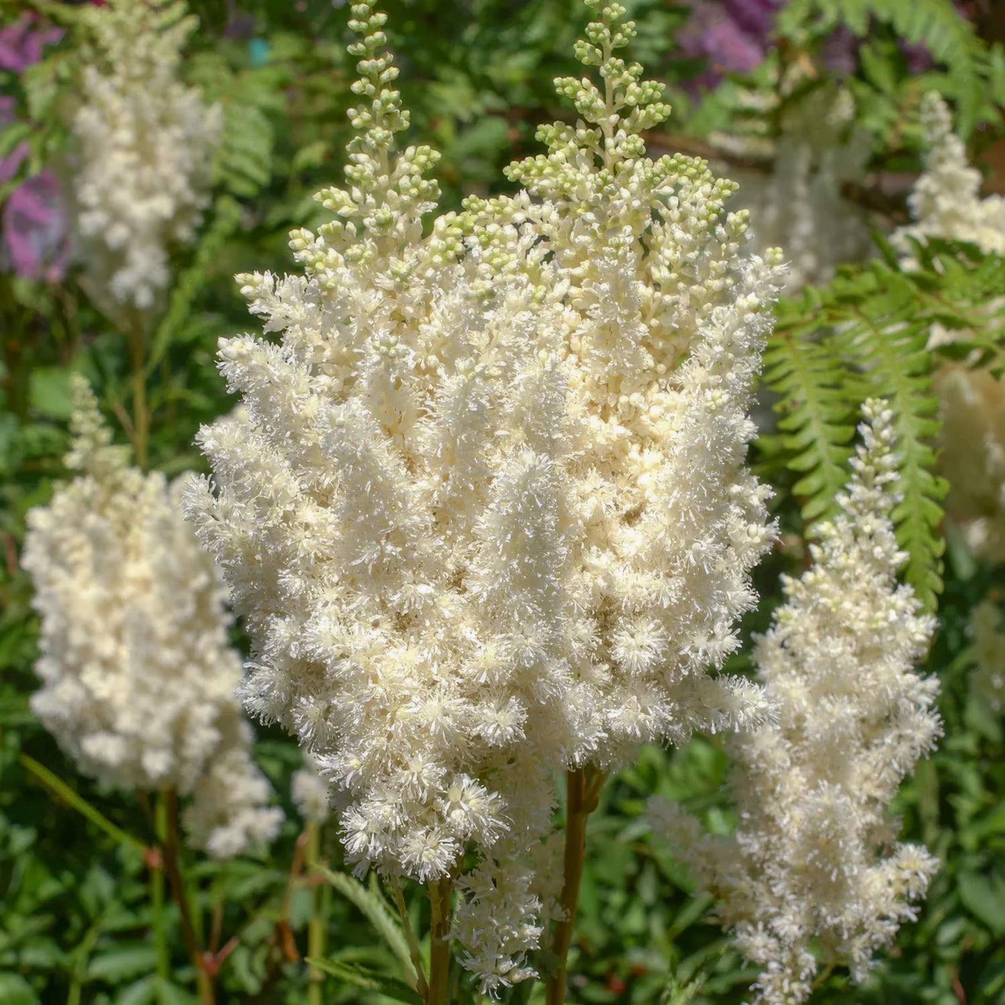 Astilbe × arendsii 'Weisse Gloria'