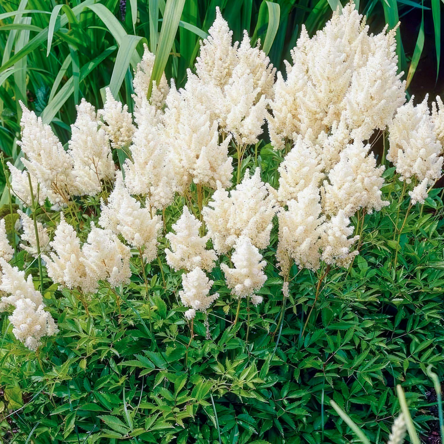 Astilbe 'Weisse Gloria' (x arendsii)