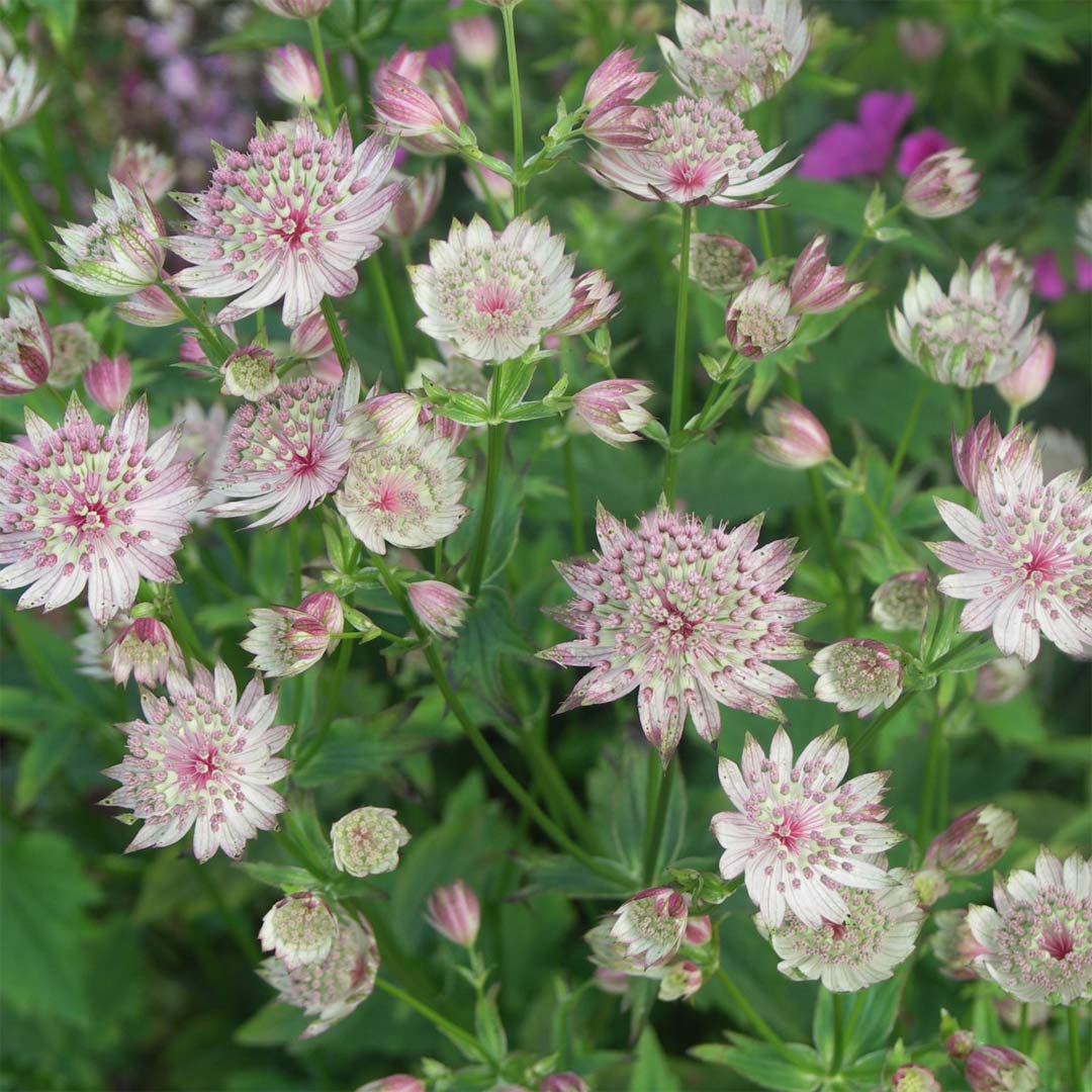 Astrantia 'Buckland'