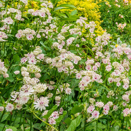 Astrantia major in the Versailles borders at Barnsdale Gardens