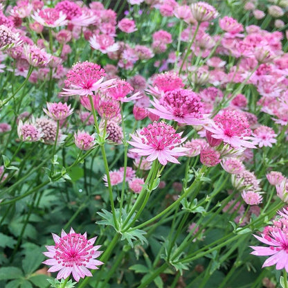 Astrantia major 'Roma'