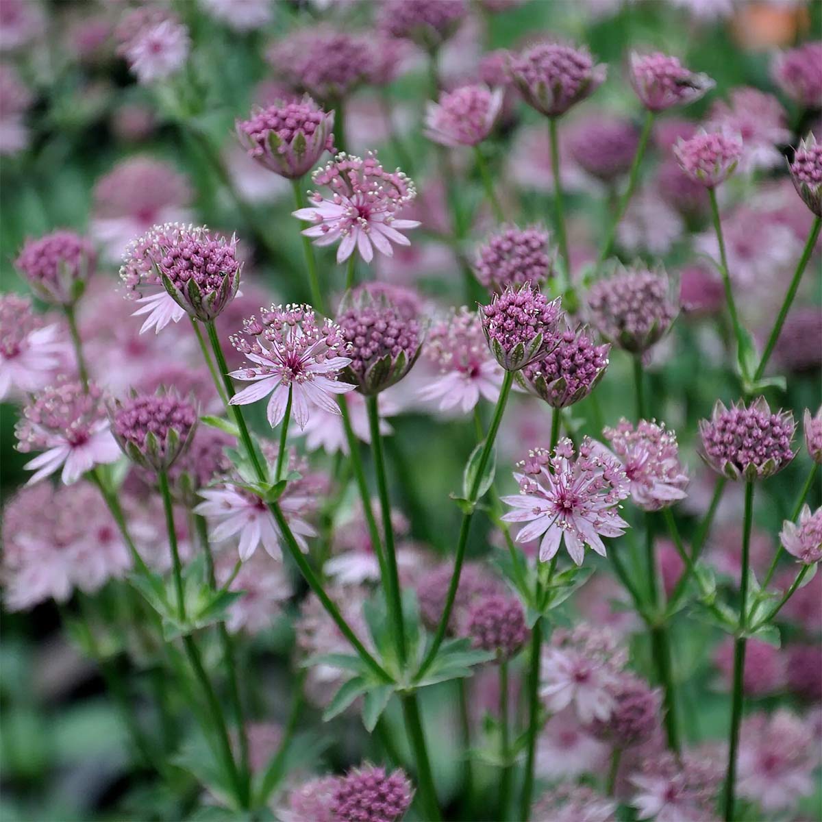 Astrantia major 'Roma'