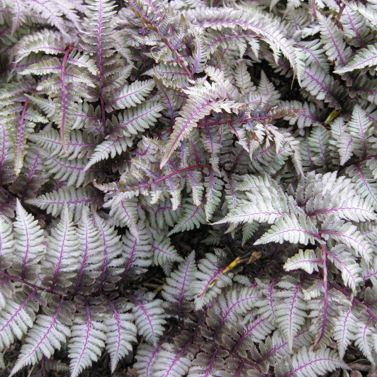 Athyrium nipponicum var. pictum