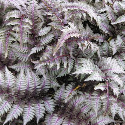 Athyrium nipponicum var. pictum