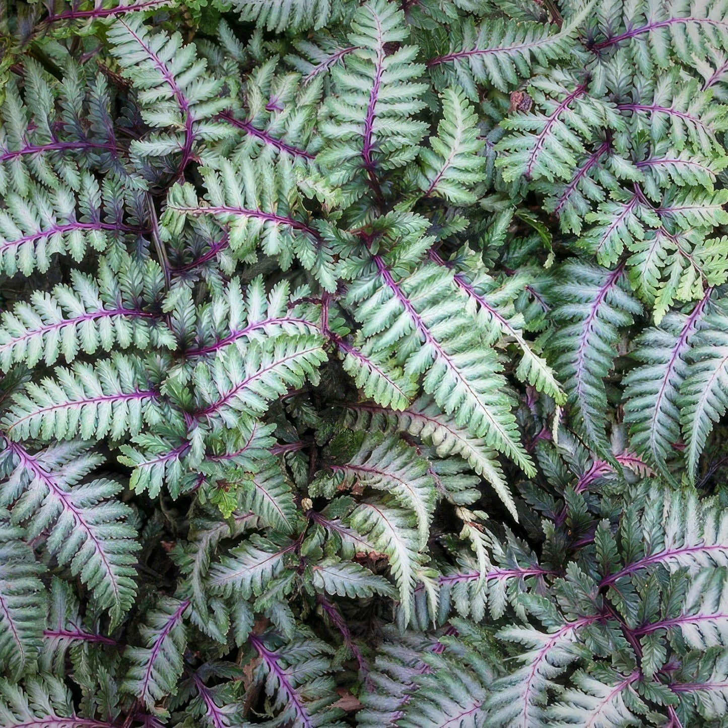 Athyrium nipponicum var. pictum
