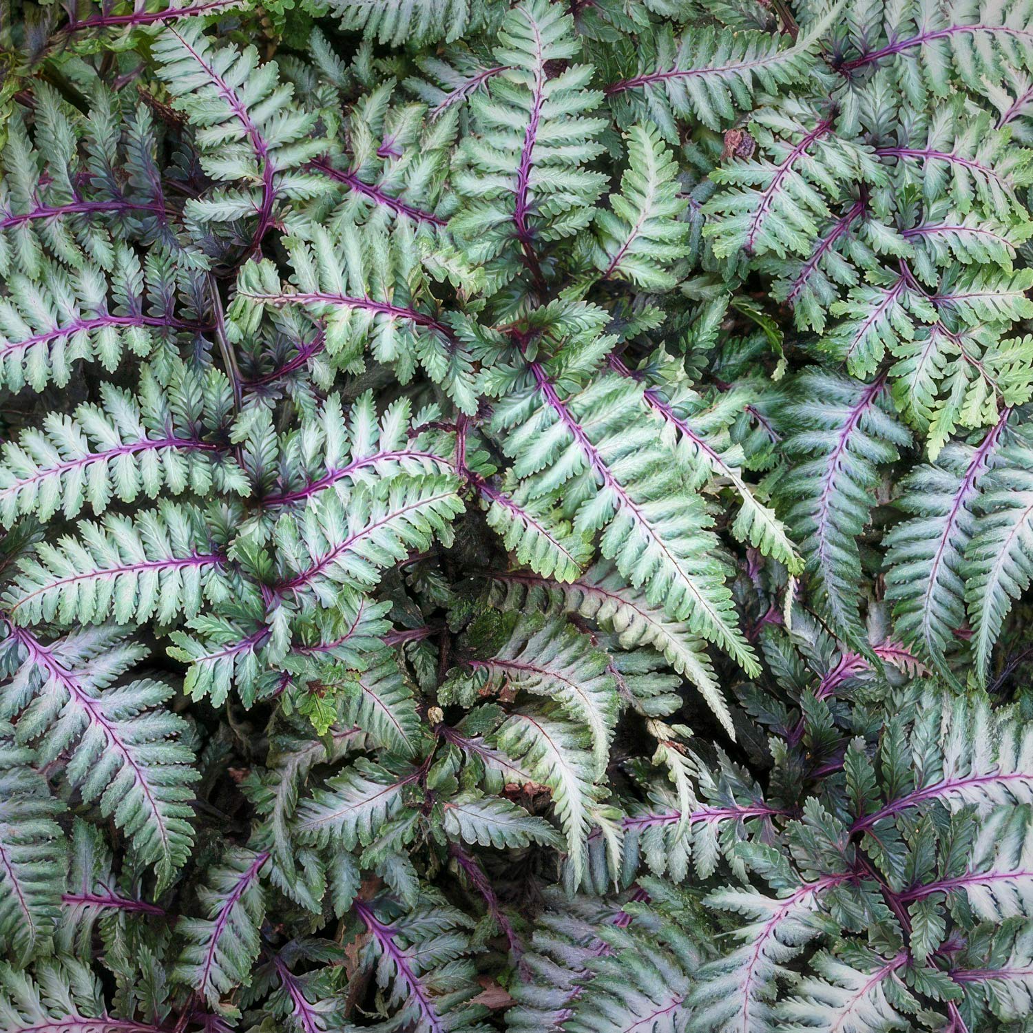 Athyrium nipponicum var. pictum