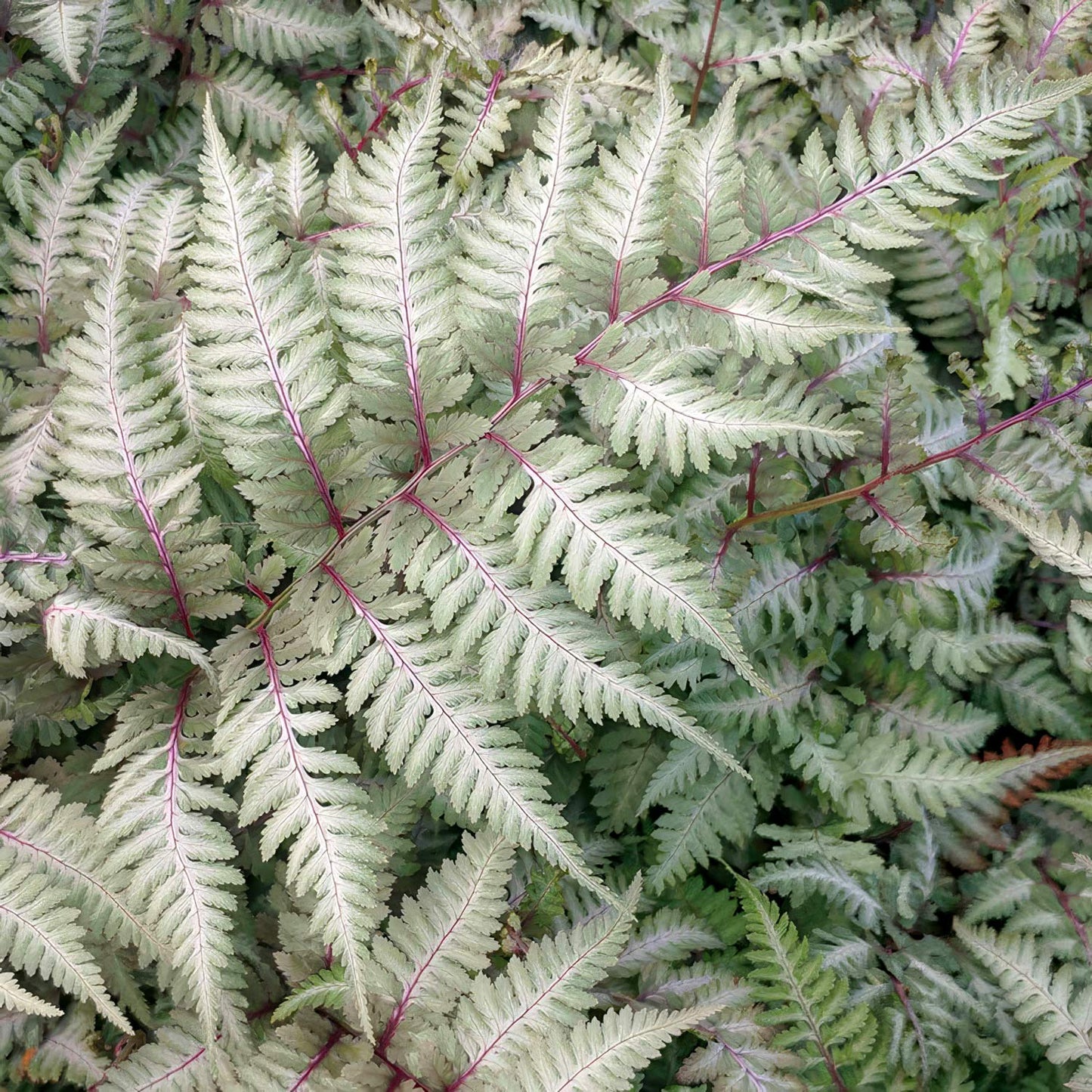 Athyrium nipponicum var. pictum