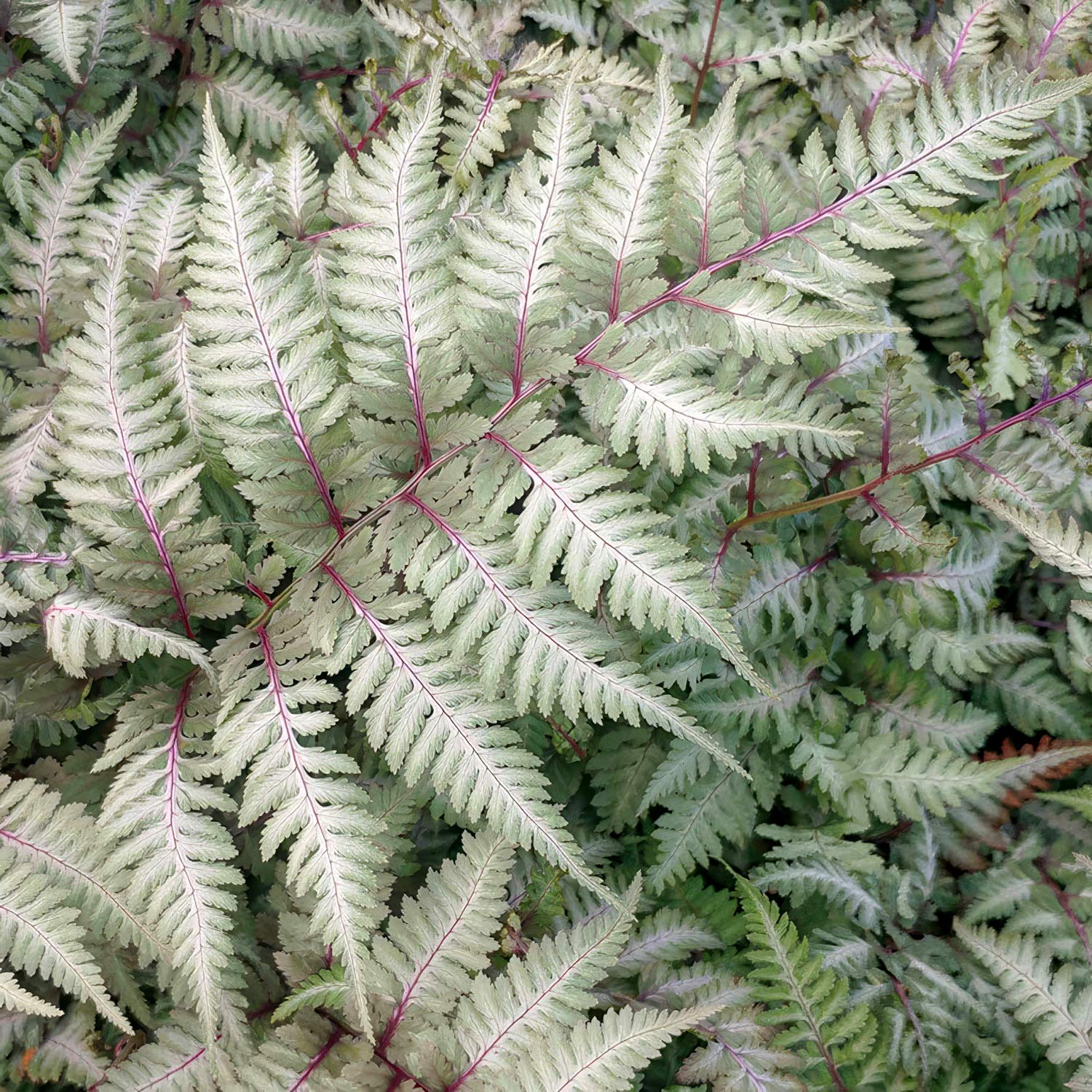 Athyrium nipponicum var. pictum