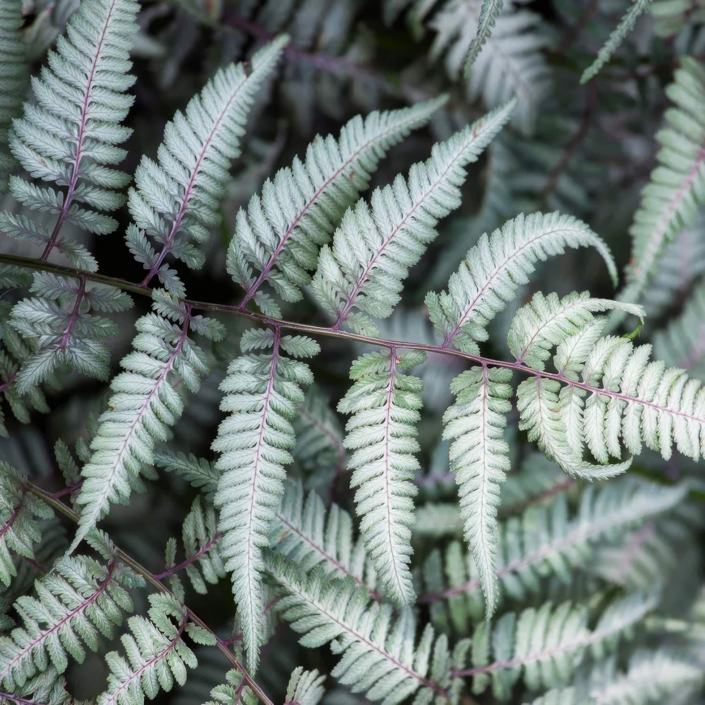 Athyrium niponicum var. pictum 'Metallicum'