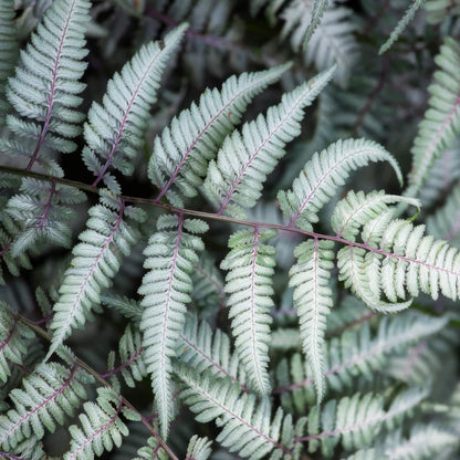 Athyrium niponicum var. pictum 'Metallicum'