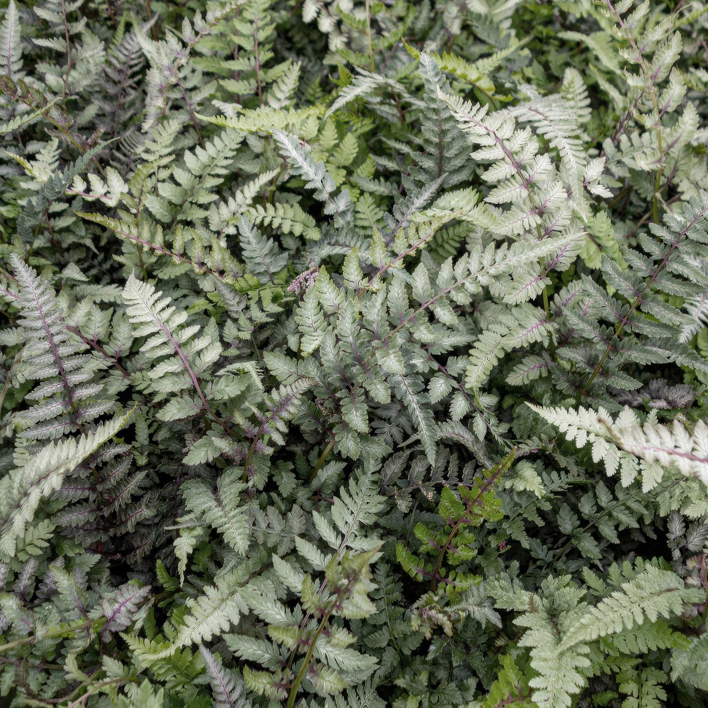 Athyrium niponicum var. pictum 'Metallicum'