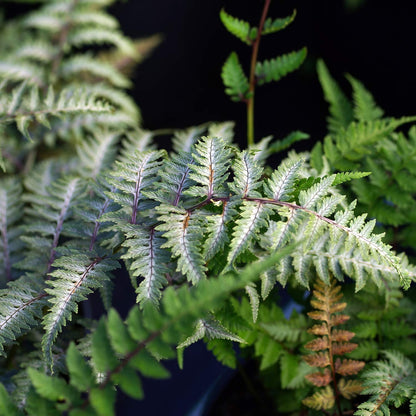 Athyrium niponicum var. pictum 'Metallicum'