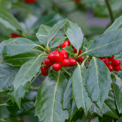 Aucuba japonica 'Rozannie'