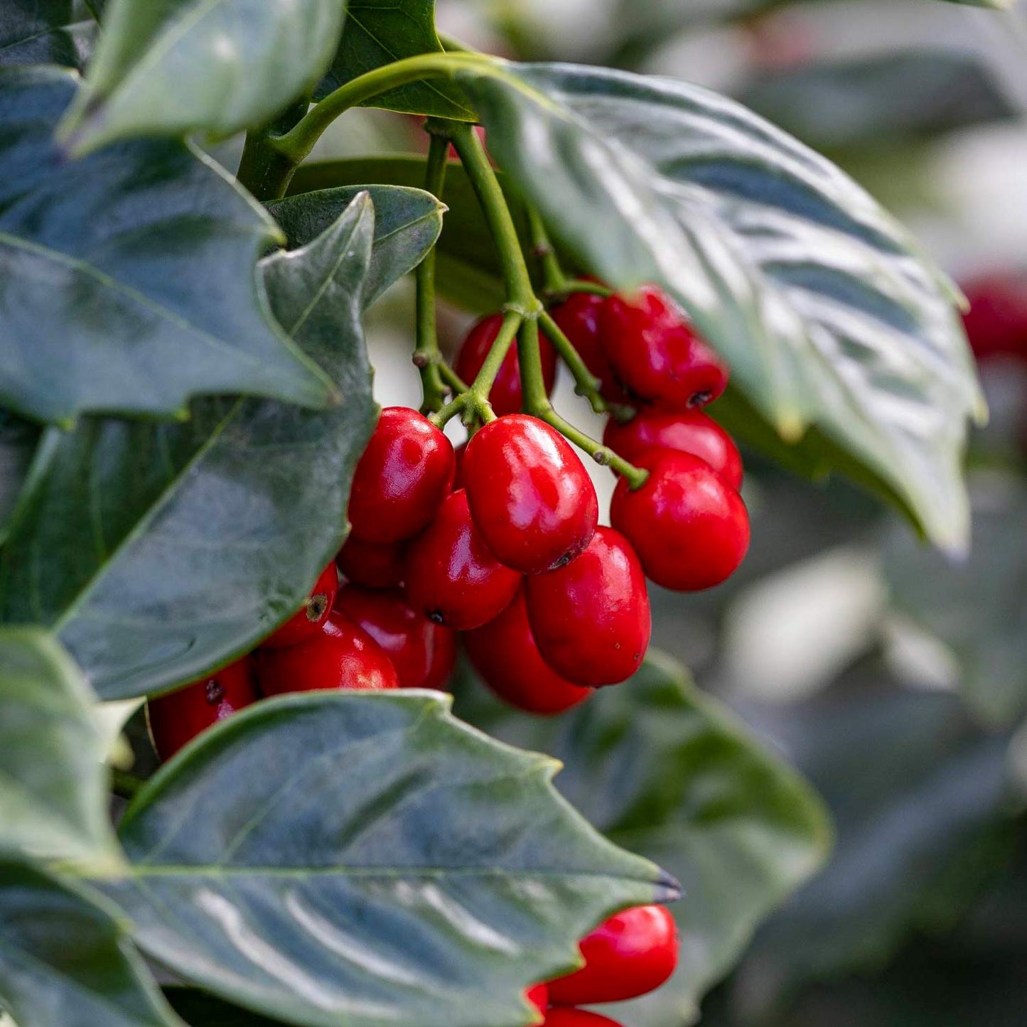 Aucuba japonica 'Rozannie'