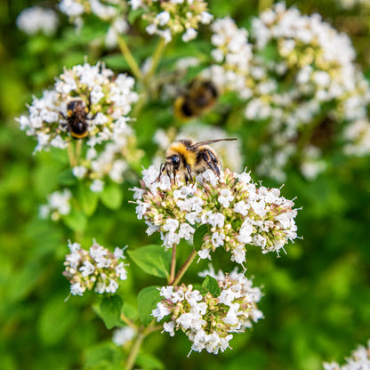 Bees on white flowers of Origanum vulgare 'Country Cream' (Oregano) at Barnsdale Gardens, with a blurred green background