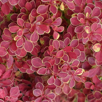 Berberis thunbergii 'Desperados'