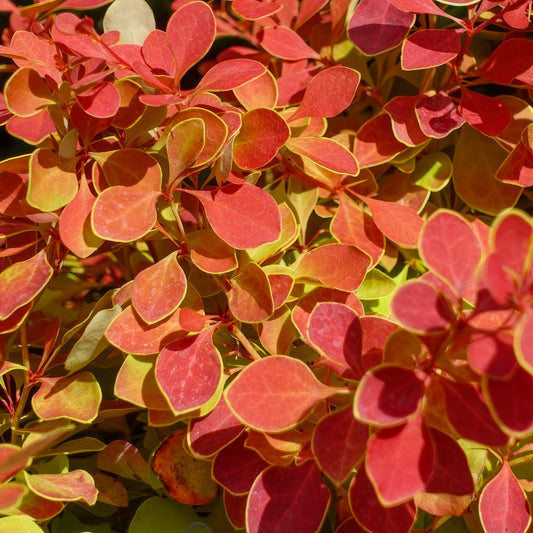 Berberis thunbergii 'Desperados'