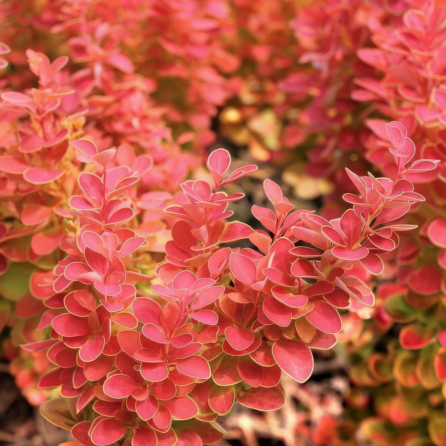 Berberis thunbergii 'Desperados'