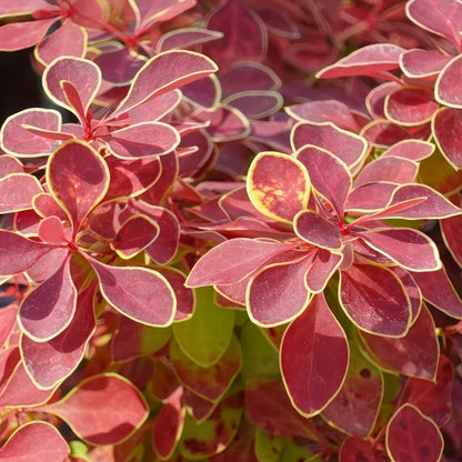 Berberis thunbergii 'Desperados'