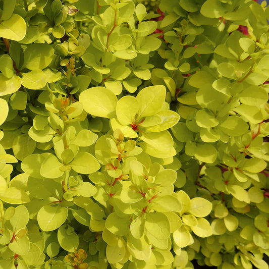 Berberis thunbergii 'Maria'