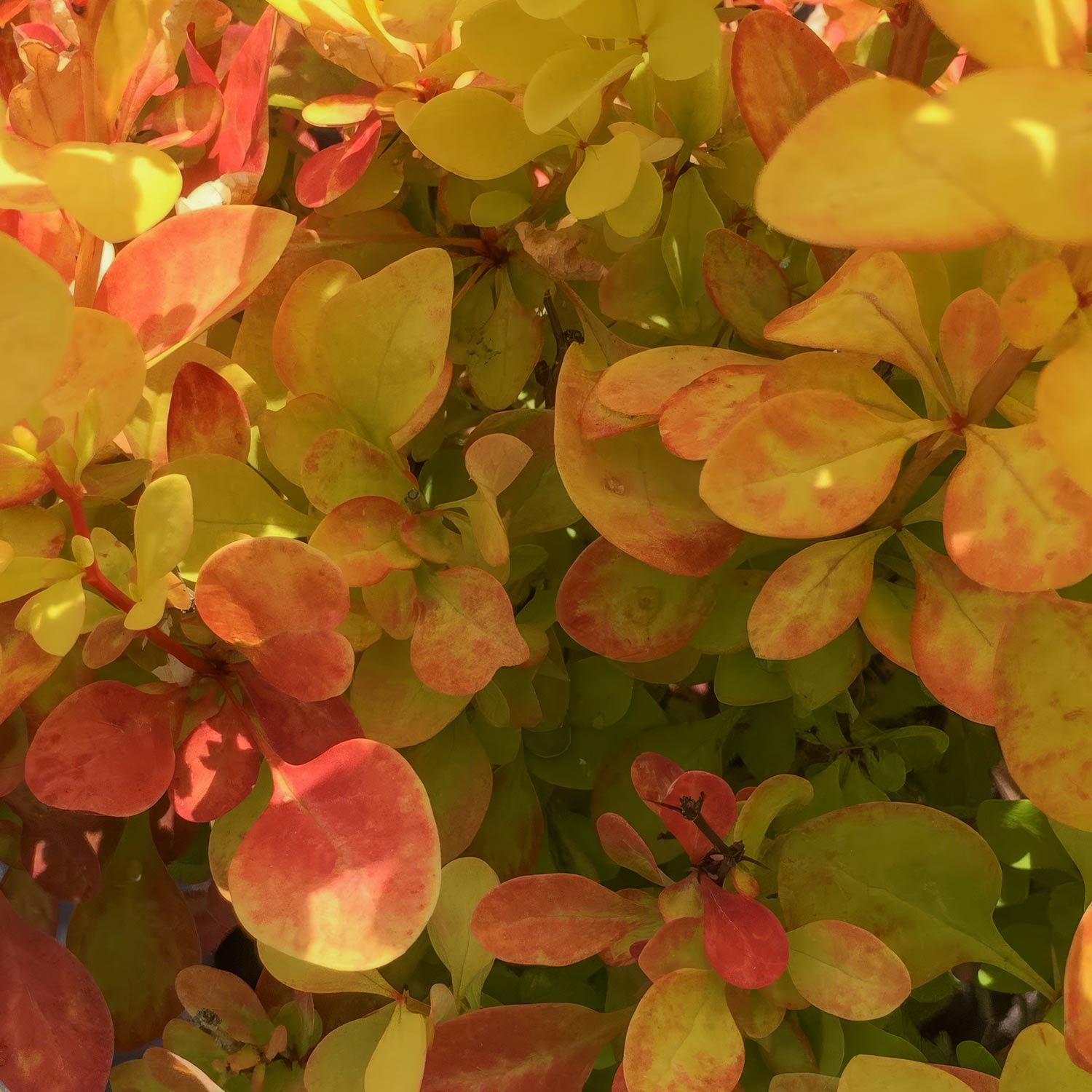 Berberis thunbergii 'Maria'