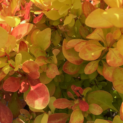Berberis thunbergii 'Maria'