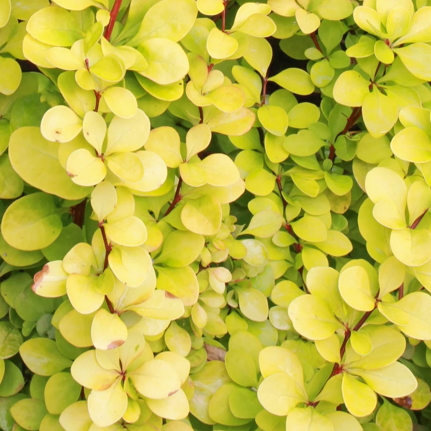 Berberis thunbergii 'Maria'