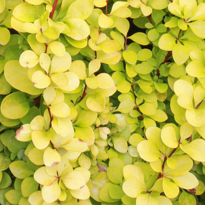 Berberis thunbergii 'Maria'