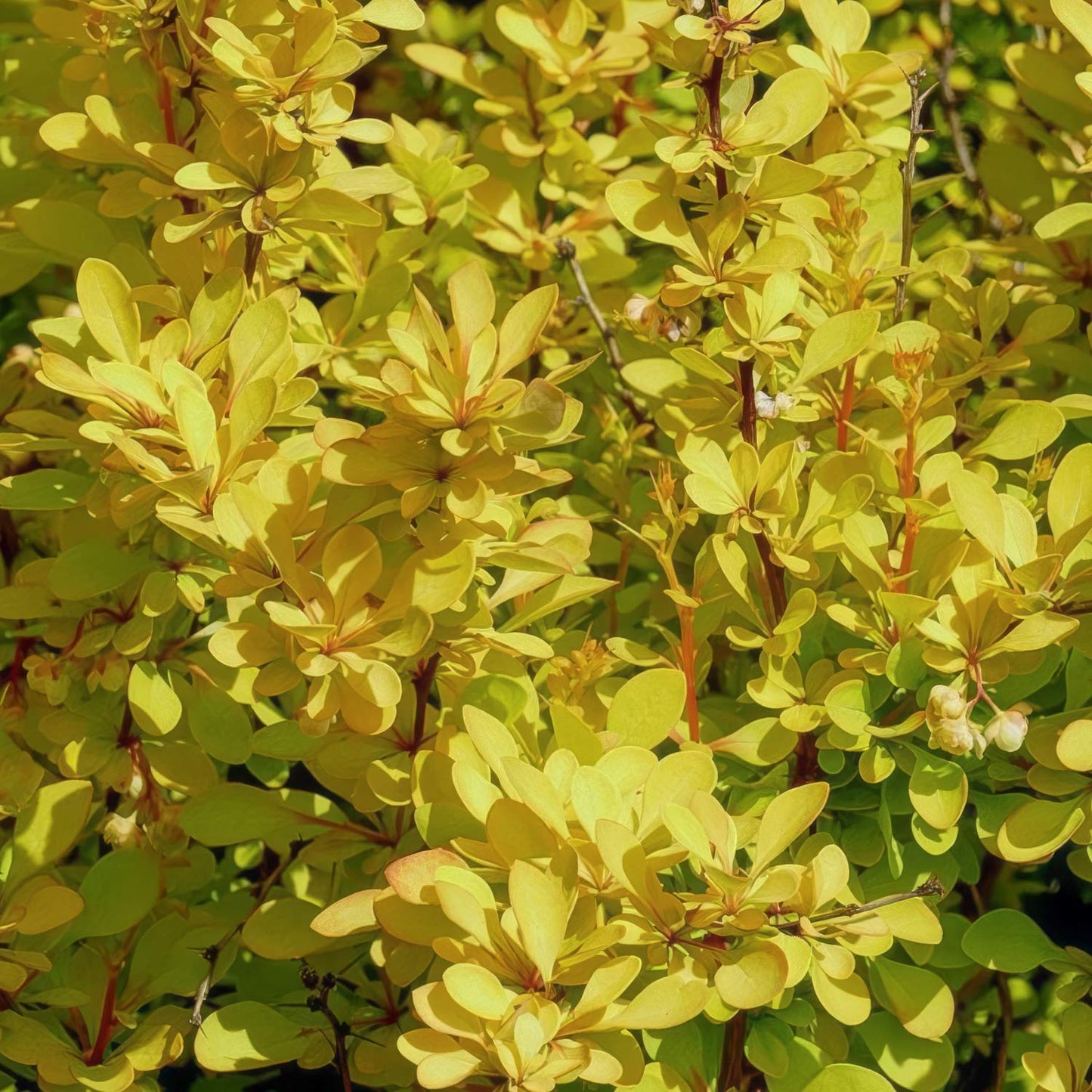 Berberis thunbergii 'Maria'
