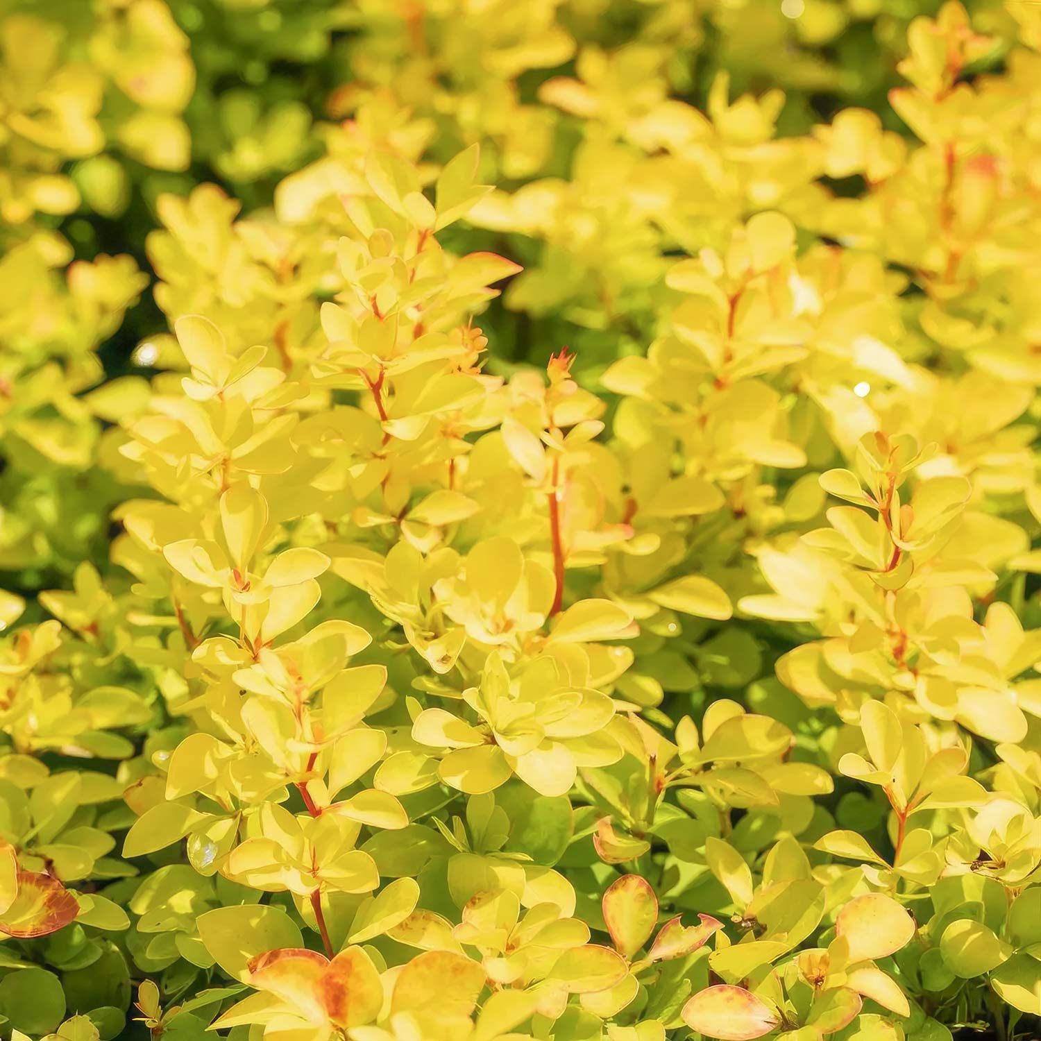 Berberis thunbergii 'Maria'
