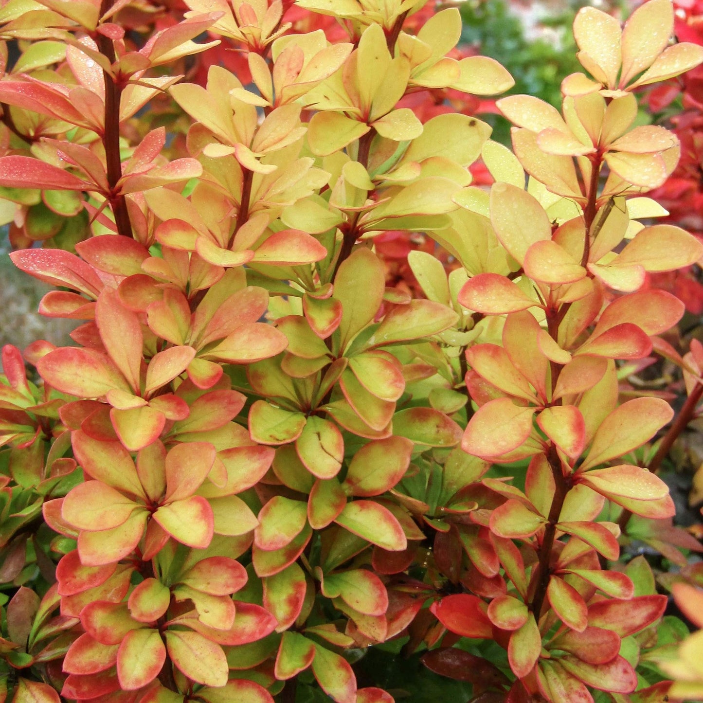 Berberis thunbergii 'Maria'