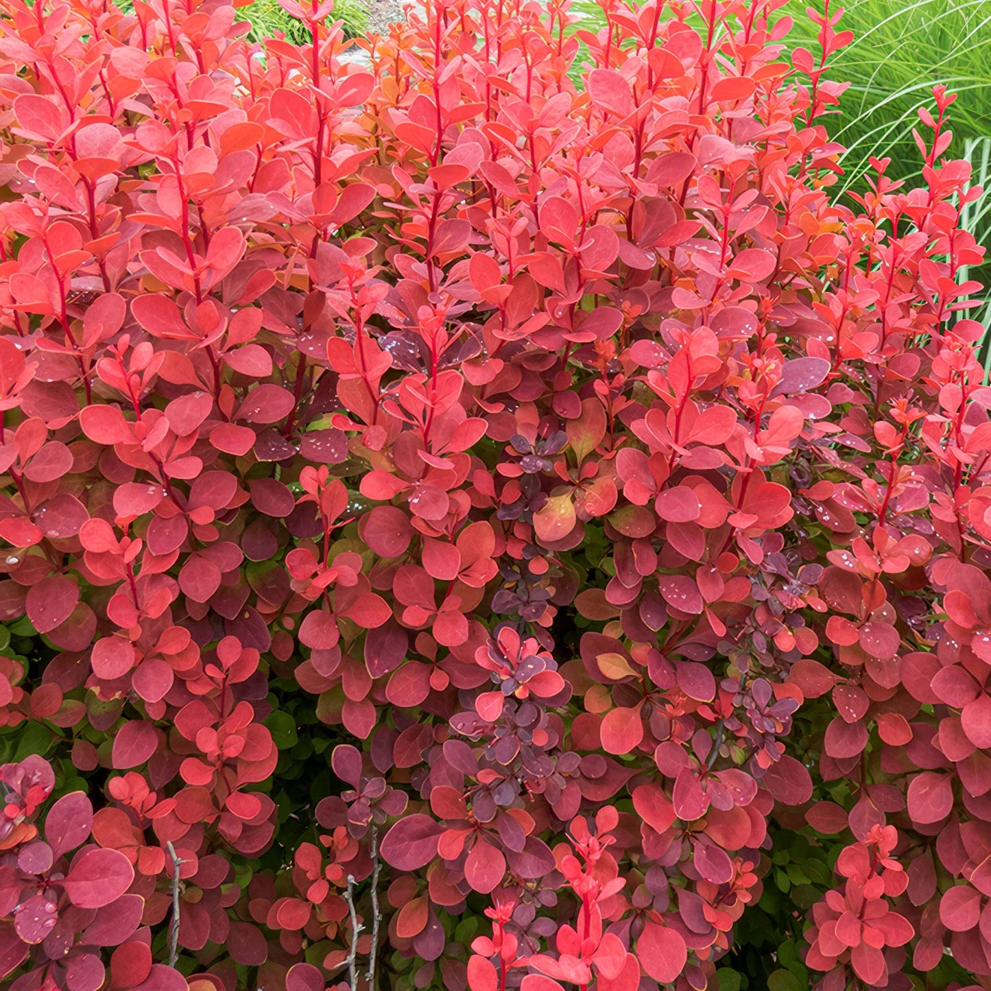 Berberis thunbergii 'Orange Rocket'