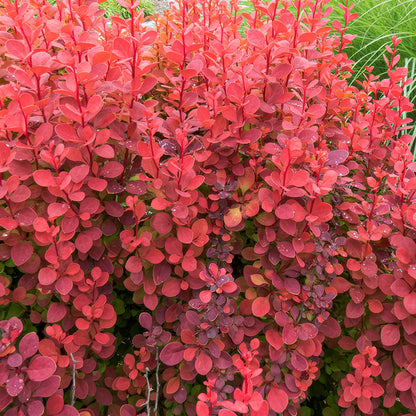 Berberis thunbergii 'Orange Rocket'
