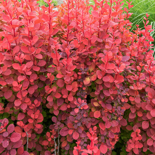 Berberis thunbergii 'Orange Rocket'