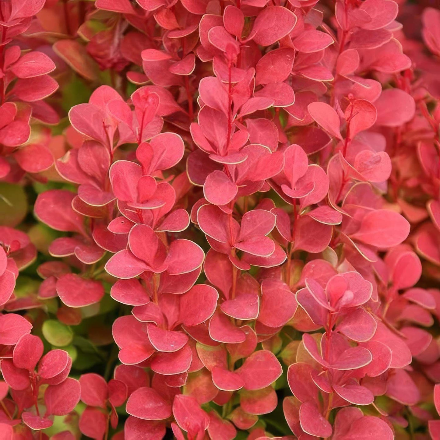 Berberis thunbergii 'Orange Rocket'