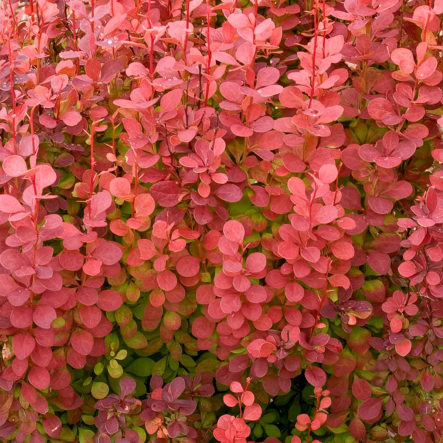 Berberis thunbergii 'Orange Rocket'