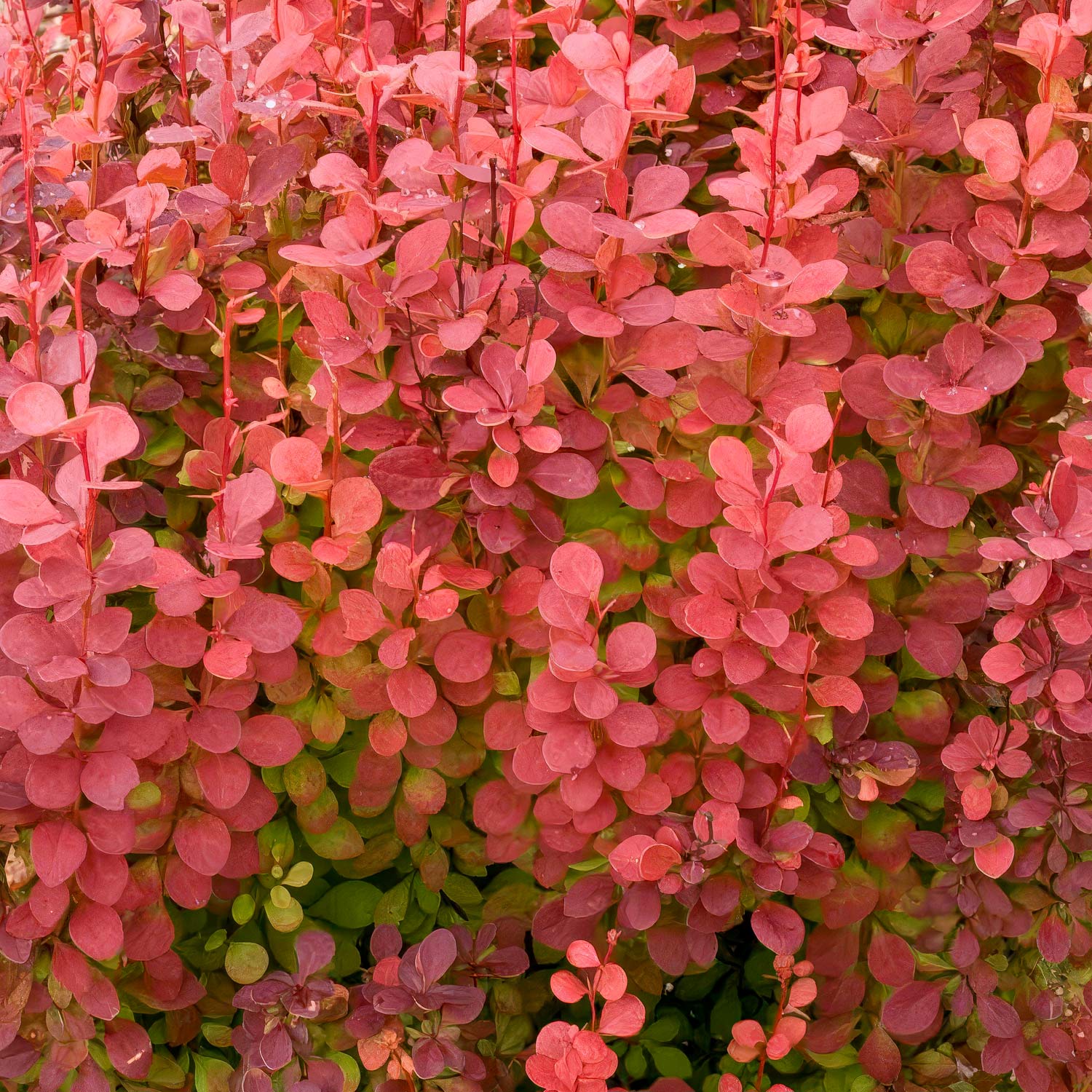 Berberis thunbergii 'Orange Rocket'