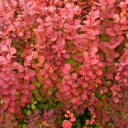 Berberis thunbergii 'Orange Rocket'